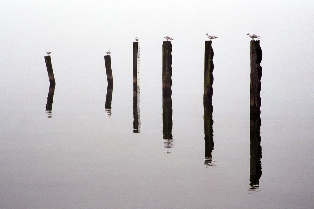 Birds on Sticks